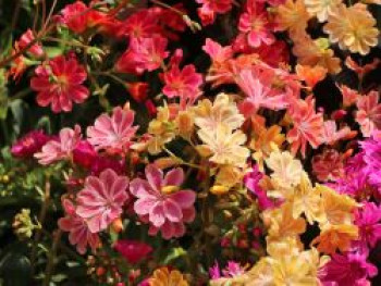 Bitterwurz &#8218;Sunset Strain&#8216;, Lewisia cotyledon &#8218;Sunset Strain&#8216;, Topfware