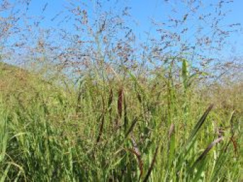 Bläuliche Ruten-Hirse 'Heavy Metal', Panicum virgatum 'Heavy Metal', Containerware