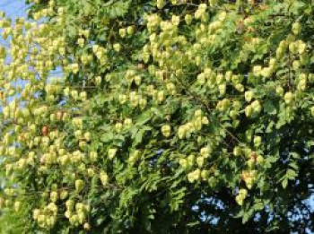 Blasenbaum / Blasenesche, 80-100 cm, Koelreuteria paniculata, Containerware