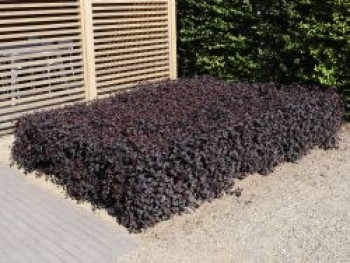 Blasenspiere 'All Black', 40-60 cm, Physocarpus opulifolius 'All Black', Containerware