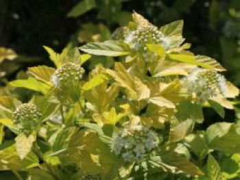 Blasenspiere &#8218;Angel Gold&#8216; ®, 40-60 cm, Physocarpus opulifolius &#8218;Angel Gold&#8216; ®, Containerware