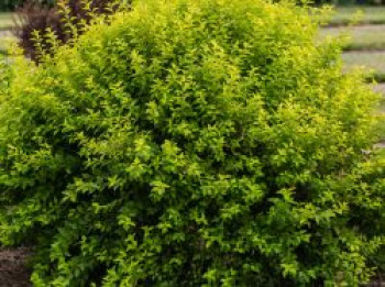 Blasenspiere FIRST EDITIONS ® 'Lucky Devil', Physocarpus opulifolius FIRST EDITIONS ® 'Lucky Devil', Topfware