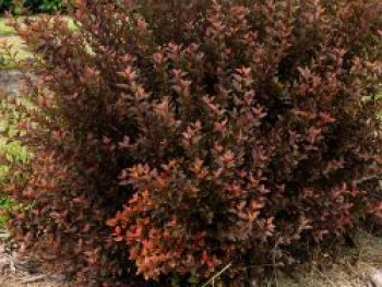 Blasenspiere FIRST EDITIONS ® 'Spicy Devil', Physocarpus opulifolius FIRST EDITIONS ® 'Spicy Devil', Topfware