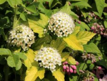 Blasenspiere / Gelbe Blasenspiere ‚Dart’s Gold‘, 80-100 cm, Physocarpus opulifolius ‚Dart’s Gold‘, Containerware