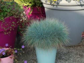 Blau-Schwingel 'Elijah Blue', Festuca cinerea 'Elijah Blue', Topfware