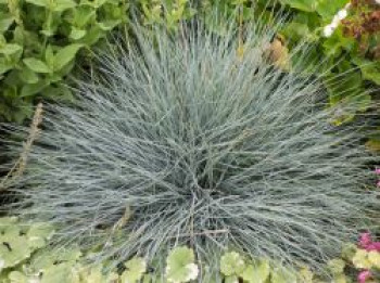 Blau-Schwingel 'Festina', Festuca cinerea 'Festina', Containerware