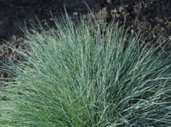 Blau-Schwingel &#8218;Silberreiher&#8216;, Festuca cinerea &#8218;Silberreiher&#8216;, Topfware