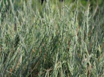 Blau Schwingel 'Uchte', Festuca cinerea 'Uchte', Containerware