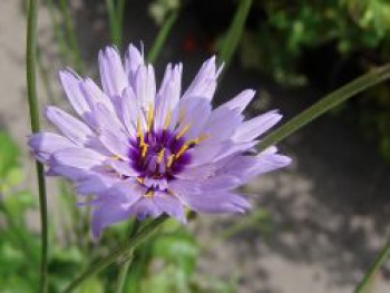 Blaublühende Rasselblume, Catananche caerulea, Topfware