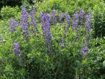 Blaue Färberhülse, Baptisia australis, Topfware