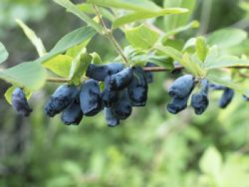 Blaue Heckenkirsche, 10-20 cm, Lonicera caerulea, Topfware