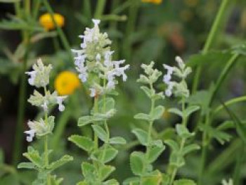 Blaue Katzenminze &#8218;Alba&#8216;, Nepeta x faassenii &#8218;Alba&#8216;, Topfware