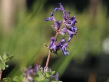 Blaue Katzenminze 'Auslese', Nepeta x faassenii 'Auslese', Topfware