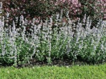 Blaue Katzenminze &#8218;Gletschereis&#8216;, Nepeta x faassenii &#8218;Gletschereis&#8216;, Topfware