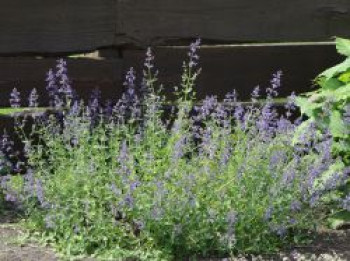 Blaue Katzenminze &#8218;Kit Cat&#8216;, Nepeta x faassenii &#8218;Kit Cat&#8216;, Topfware