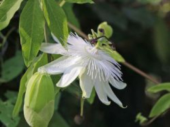 Blaue Passionsblume 'Constance Elliot', 40-60 cm, Passiflora caerulea 'Constance Elliot' , Passiflora caerulea 'Constance Elliot', Containerware