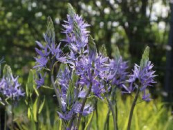 Blaue Prärielilie 'Caerulea', Camassia leichtlinii 'Caerulea', Topfware