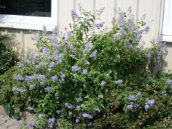 Blaue Säckelblume  &#8218;Glorie de Versailles&#8216;, 40-60 cm, Ceanothus delilianus &#8218;Glorie de Versailles&#8216;, Containerware