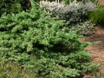 Blaue Zwerglärche &#8218;Blue Dwarf&#8216;, 20-30 cm, Larix kaempferi &#8218;Blue Dwarf&#8216;, Containerware