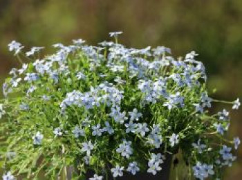 Blauer Bubikopf, Isotoma fluviatilis, Topfware