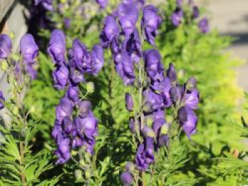 Blauer Eisenhut, Aconitum napellus, Topfware