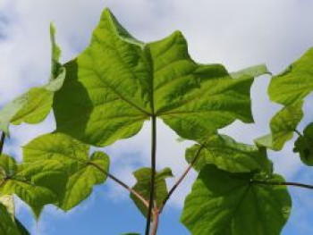 Blauglockenbaum 'Fast Blue', 150-200 cm, Paulownia fortunei 'Fast Blue', Containerware