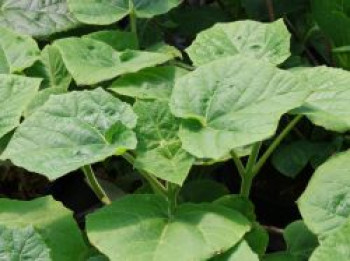 Blauglockenbaum 'Futuro', Paulownia elongata 'Futuro', Containerware