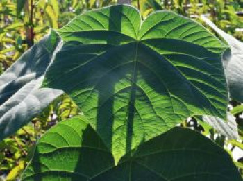 Blauglockenbaum 'H2F4', 80-100 cm, Paulownia Hybride 'H2F4' Klimabaum, Containerware