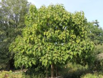 Blauglockenbaum, 100-125 cm, Paulownia tomentosa, Containerware