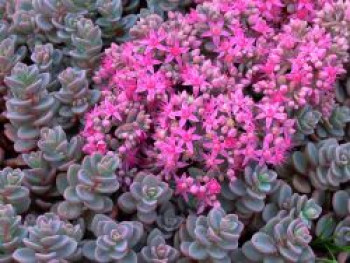 Blaugraues Fettblatt &#8218;Sachalin&#8216;, Sedum cyaneum &#8218;Sachalin&#8216;, Topfware