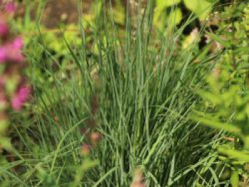 Blaugraues Präriegras &#8218;Prairie Blues&#8216;, Schizachyrium scoparium &#8218;Prairie Blues&#8216;, Topfware