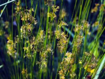 Blaugrüne Binse, Juncus inflexus, Topfware