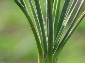 Blaugrüne Palmlilie, Yucca glauca, Topfware