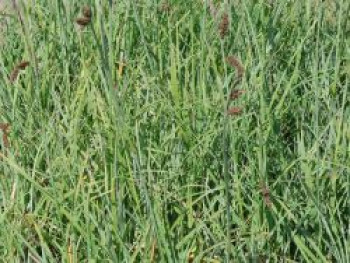 Blaugrüne Segge 'Blue Zinger', Carex flacca 'Blue Zinger', Topfware