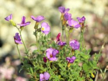 Blaukissen &#8218;Agnete&#8216;, Aubrieta x cultorum &#8218;Agnete&#8216;, Topfware