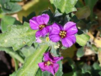Blaukissen 'Cascade Purple', Aubrieta x cultorum 'Cascade Purple', Topfware