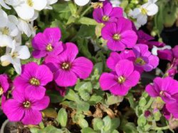 Blaukissen 'Cascade Red', Aubrieta x cultorum 'Cascade Red', Topfware