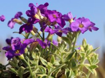 Blaukissen &#8218;Dr. Mules Variegated&#8216;, Aubrieta x cultorum &#8218;Dr. Mules Variegated&#8216;, Topfware