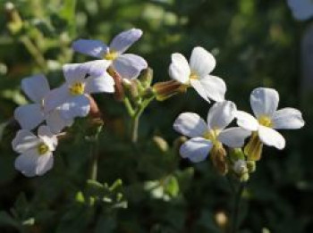 Blaukissen &#8218;Fiona&#8216;, Aubrieta x cultorum &#8218;Fiona&#8216;, Topfware