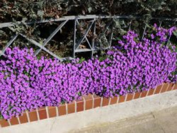 Blaukissen &#8218;Hamburger Stadtpark&#8216;, Aubrieta x cultorum &#8218;Hamburger Stadtpark&#8216;, Topfware