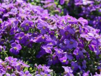 Blaukissen &#8218;Kitte&#8216; ®, Aubrieta x cultorum &#8218;Kitte&#8216; ®, Topfware