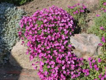 Blaukissen &#8218;Red Carpet&#8216;, Aubrieta x cultorum &#8218;Red Carpet&#8216;, Topfware