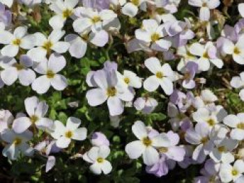 Blaukissen 'Regado White', Aubrieta x cultorum 'Regado White', Topfware