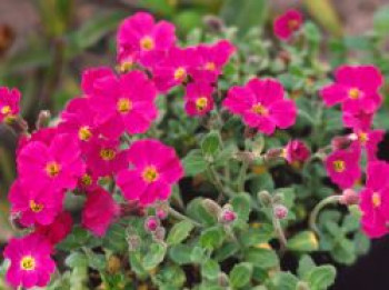 Blaukissen 'Rubinfeuer', Aubrieta x cultorum 'Rubinfeuer', Topfware