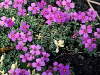 Blaukissen &#8218;Silberrand&#8216;, Aubrieta x cultorum &#8218;Silberrand&#8216;, Topfware