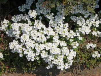 Blaukissen &#8218;Winterberg&#8216;, Aubrieta x cultorum &#8218;Winterberg&#8216;, Topfware