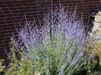 Blauraute 'Blue Spire', Perovskia atriplicifolia 'Blue Spire', Containerware