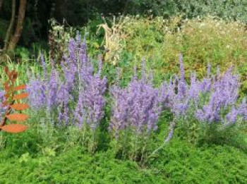 Blauraute 'Lacey Blue' ®, Perovskia atriplicifolia 'Lacey Blue'  ®, Containerware