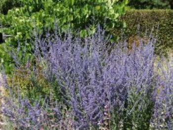 Blauraute &#8218;Little Spire&#8216;, 30-40 cm, Perovskia atriplicifolia &#8218;Little Spire&#8216;, Containerware