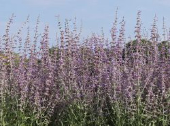 Blauraute 'Prime Time', 20-40 cm, Perovskia atriplicifolia 'Prime Time', Containerware